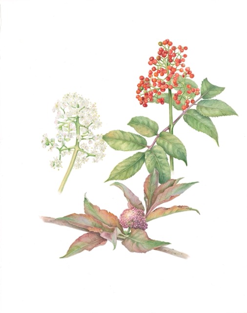 Red Elderberry, Sambucua racemosa - Marilyn Garber