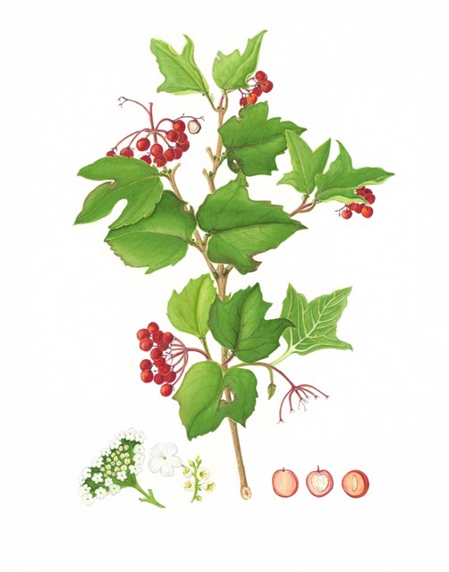 Highbush Cranberry, Viburnum opulus var. americanum, Betsy Cole