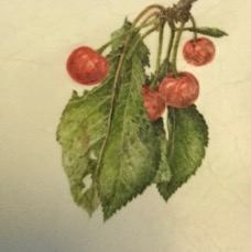 Creger Cherries.jpg