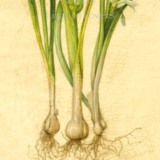 Wild Crafted Onions scan.jpg