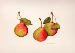 MJ Pears