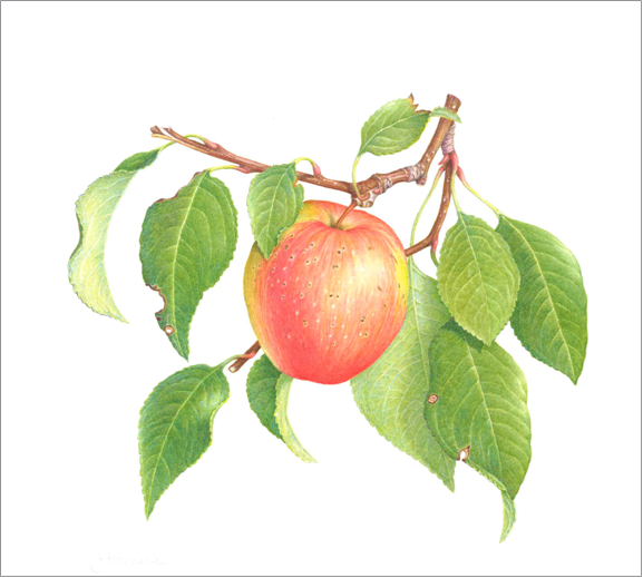 Hancock, Jane_apple watercolor