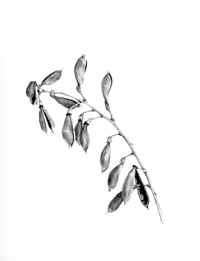 Baptisia australis.8x10 carbon dust.200