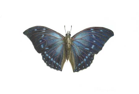 Butterfly actual size 360 dpi.jpg