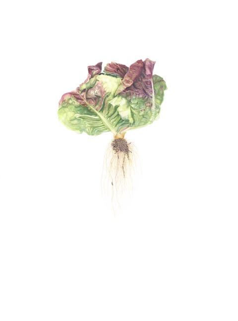J Goltz Boston Red Leaf Lettuce - 10h 300dpi