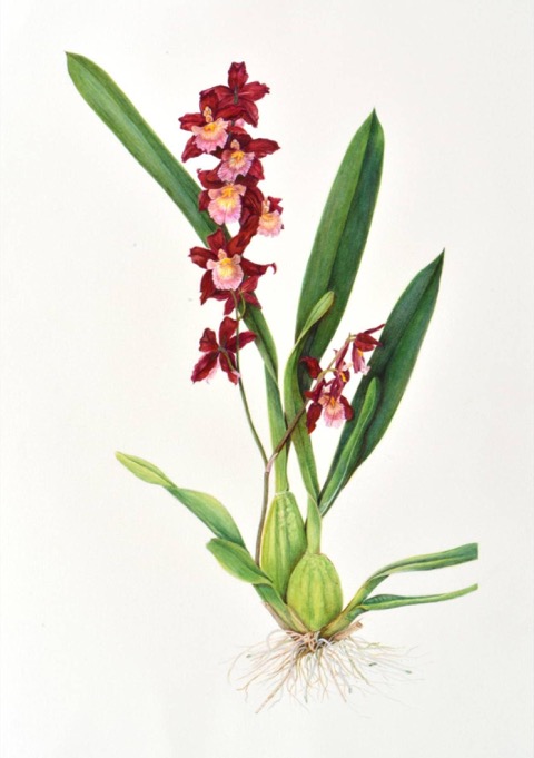 J Goltz Burgundy Bliss orchid 10h 300dpi