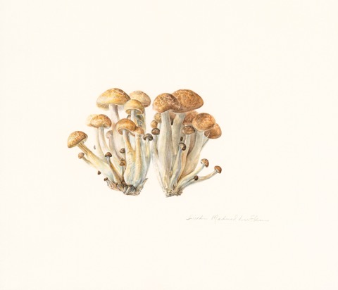 LML_Brown Beech Mushrooms_flat - Copy